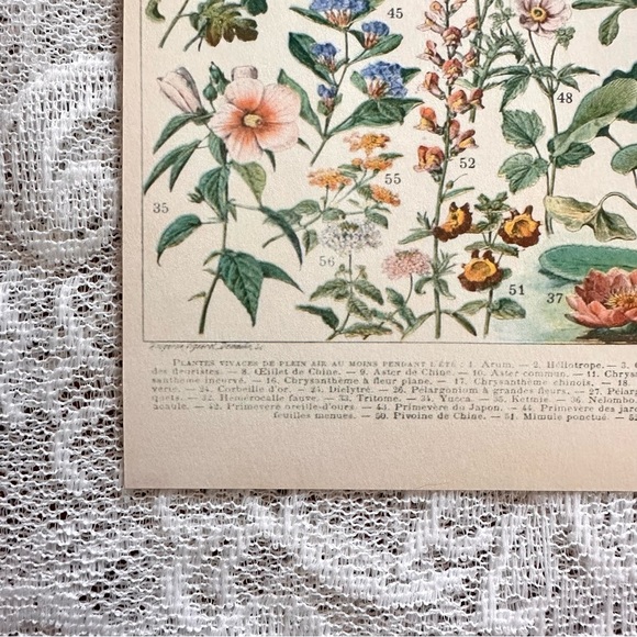 Vintage Scientific French "Fleurs" (Flowers) Floral Chart Print 8x10 4/5 - Picture 7 of 8